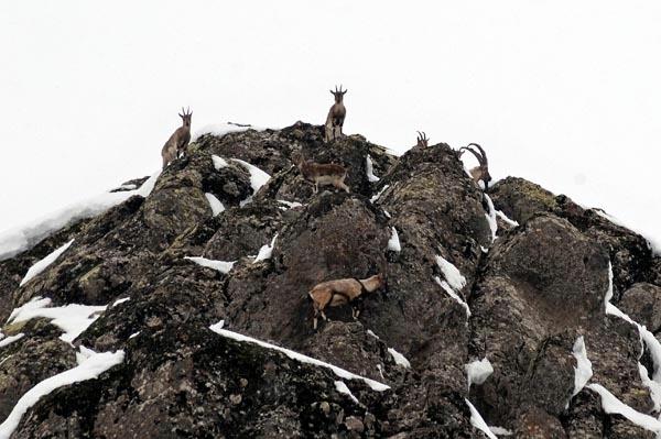 Yedisu yöresi Şeytan Dağı, dağ keçileri. yenikapihaber.com_.jpg