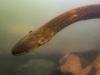 Henüz keşfedilen elektrikli yılan balığının etkisi evinizdeki prizlerin üç katı