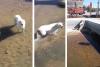Elazığ'da havuza düşen köpeği 'operasyon'la kurtardılar