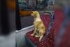 Üşüyen köpeği otobüse alan belediye şoförü o anları anlattı Dışarısı
