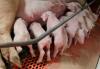 Almanya da yavru domuzların hadım edilmesi davası Domuzlar da davacı
