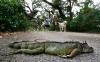 ABD li meteorolojistler uyardı Ağaçlardan iguana düşebilir