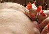 Rusya'da Afrika domuz vebası ortaya çıktı