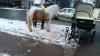 Rusya'da at ile otomobil çarpıştı