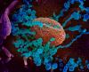 Bilim insanları yeni koronavirüsün protein yapısını müziğe dönüştürdü
